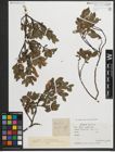 Foto von Salix myrsinites L.